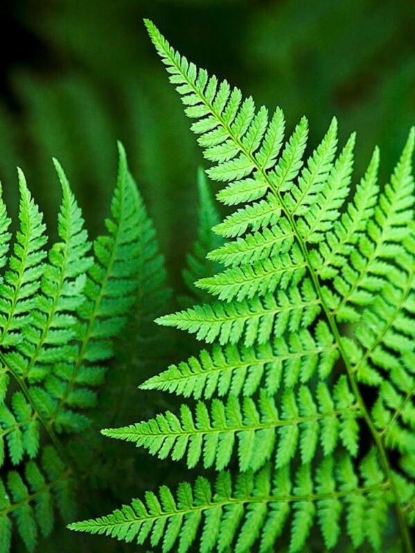Venus Fern Green 1423 - Image 2