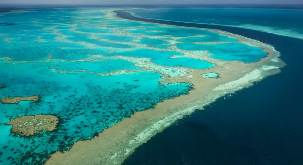 Venus Coral Reef Water - Image 2