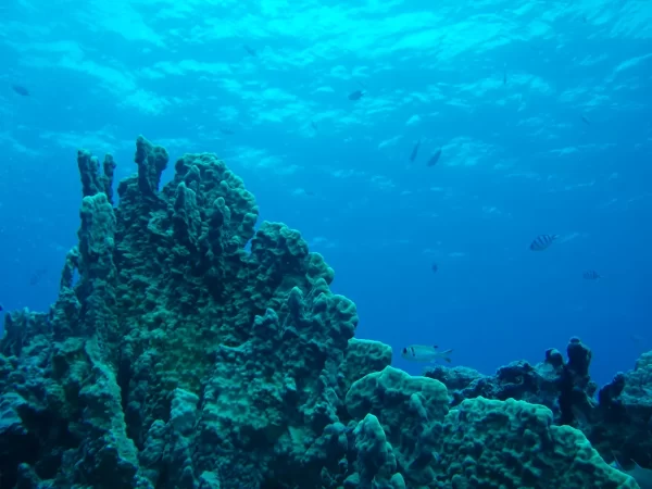 Venus Coral Reef Water - Image 4