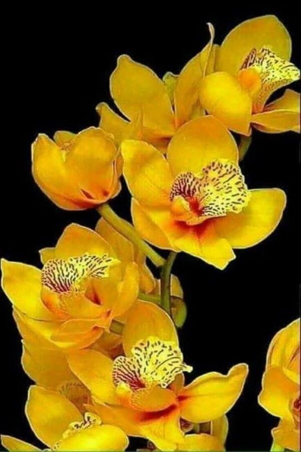 Orquidea Bumblebee - Image 2