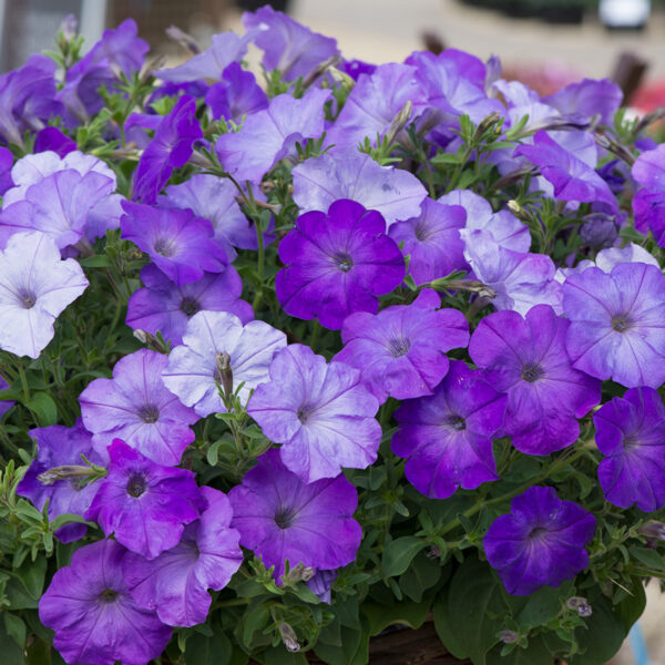 Venus Petunia Lavander 1854 - Image 4