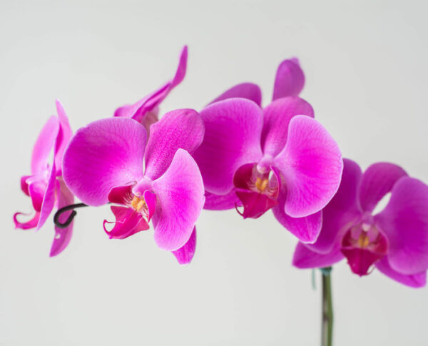 Orquidea Purple Pink Tanagarine - Image 2