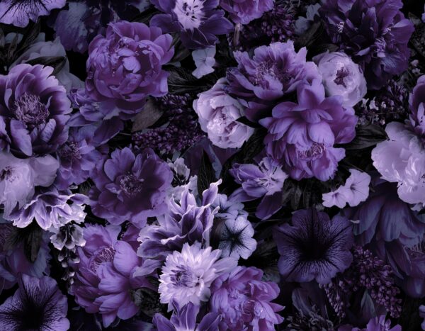 Venus Purple Oppulence 2036 - Image 2
