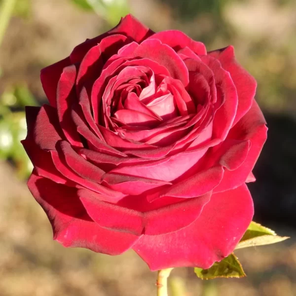 Orquidea Carmine Rose - Image 2