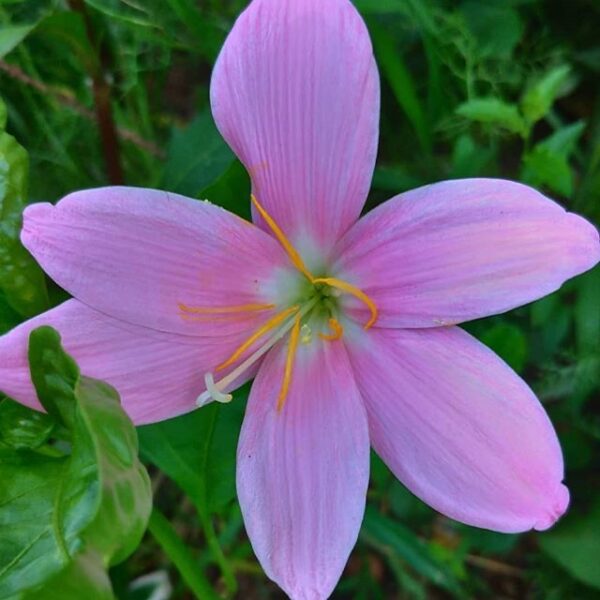 Venthus Crocus  Bloom - Image 2