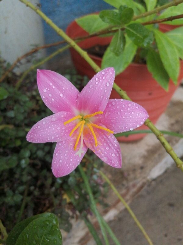 Venthus Crocus  Bloom - Image 3