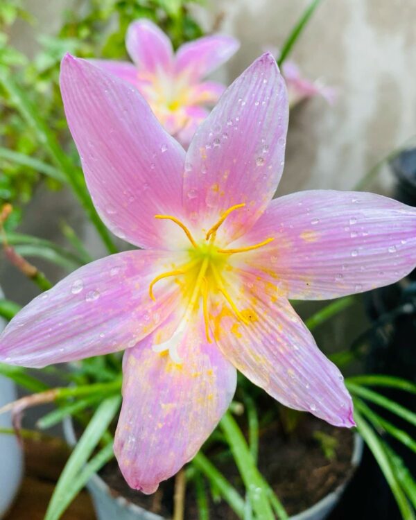 Venthus Crocus  Bloom - Image 4