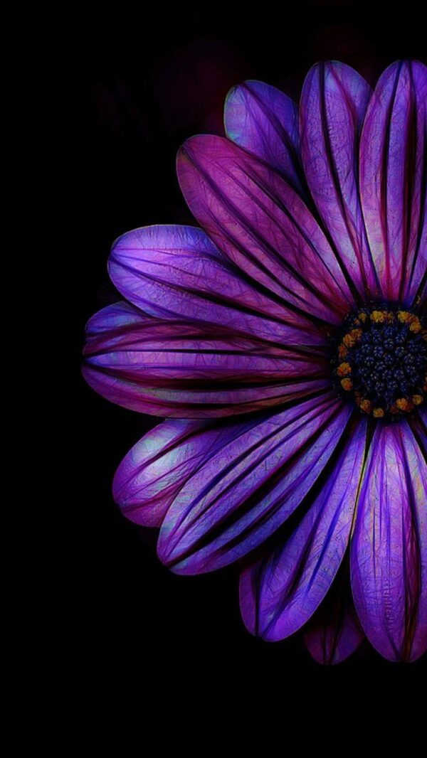 Anthus Daisy Violet - Image 2
