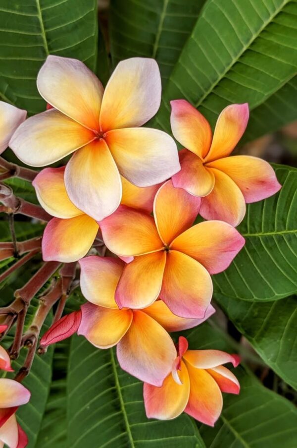 Venthus Frangipani Tropical - Image 2